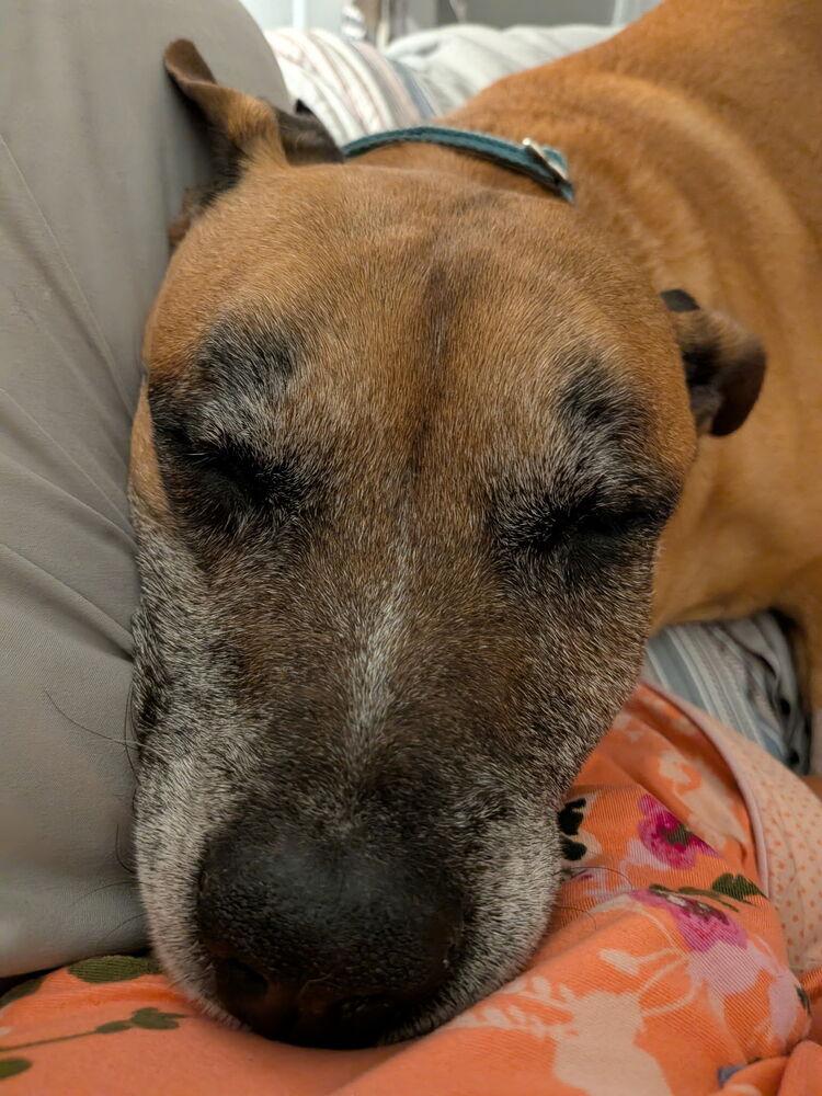 Loki, a Adoptable mixed breed in Melbourne Beach, FL image 4/6
