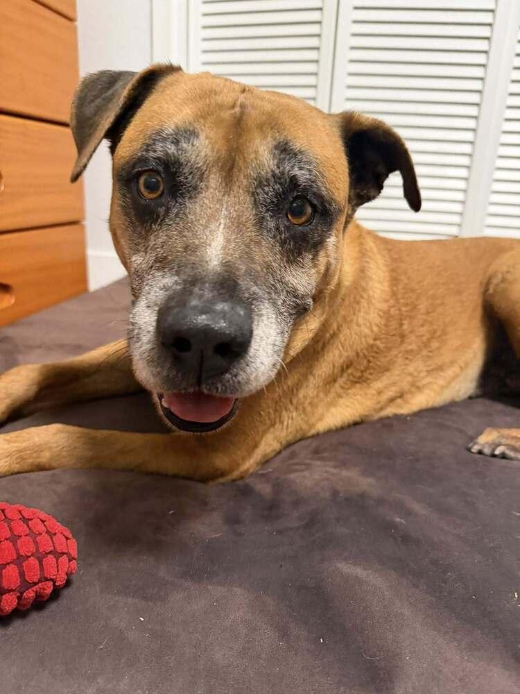 Enlarge Loki, a Adoptable mixed breed in Melbourne Beach, FL image 1/1