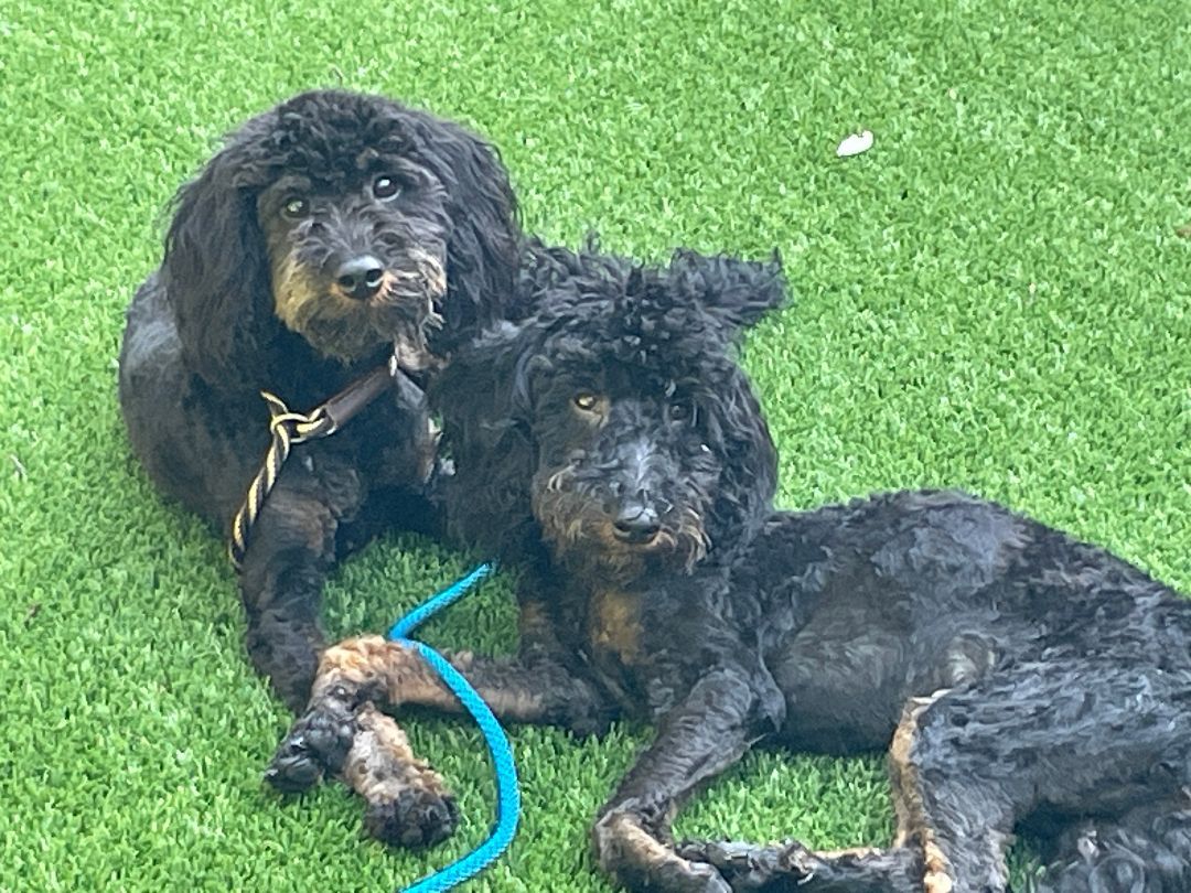 Reese, Adoptable, Young Male Aussiedoodle.