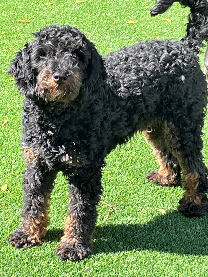 Enlarge Reese, a Adoptable Aussiedoodle in Sarasota, FL image 2/6