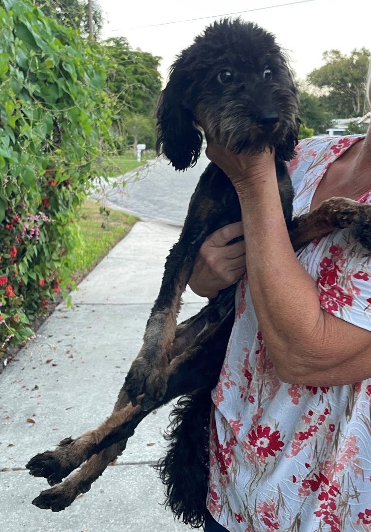 Enlarge Reese, a Adoptable Aussiedoodle in Sarasota, FL image 3/6
