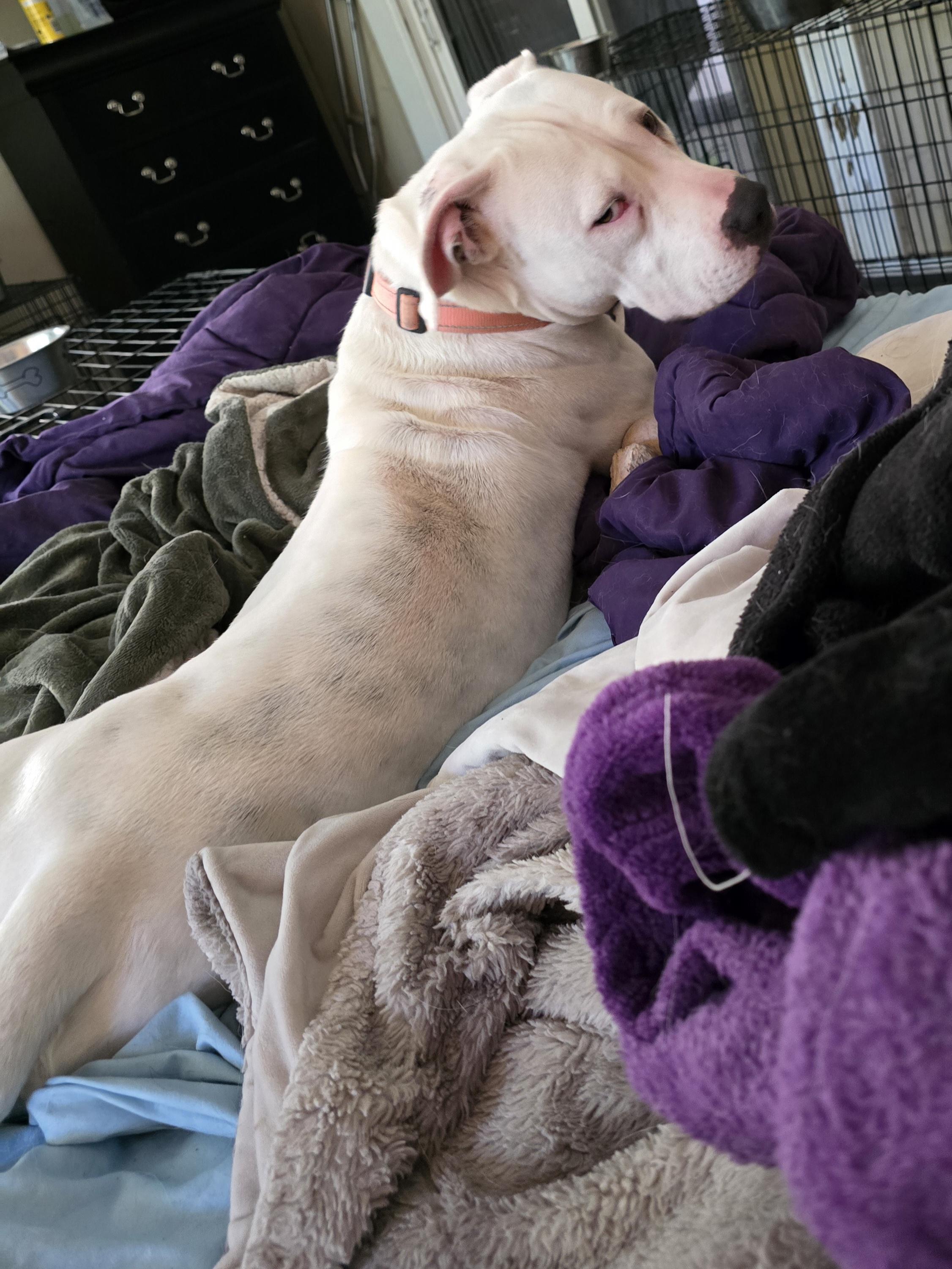 Enlarge Becca, a Adopted mixed breed in Hedgesville, WV image 5/5