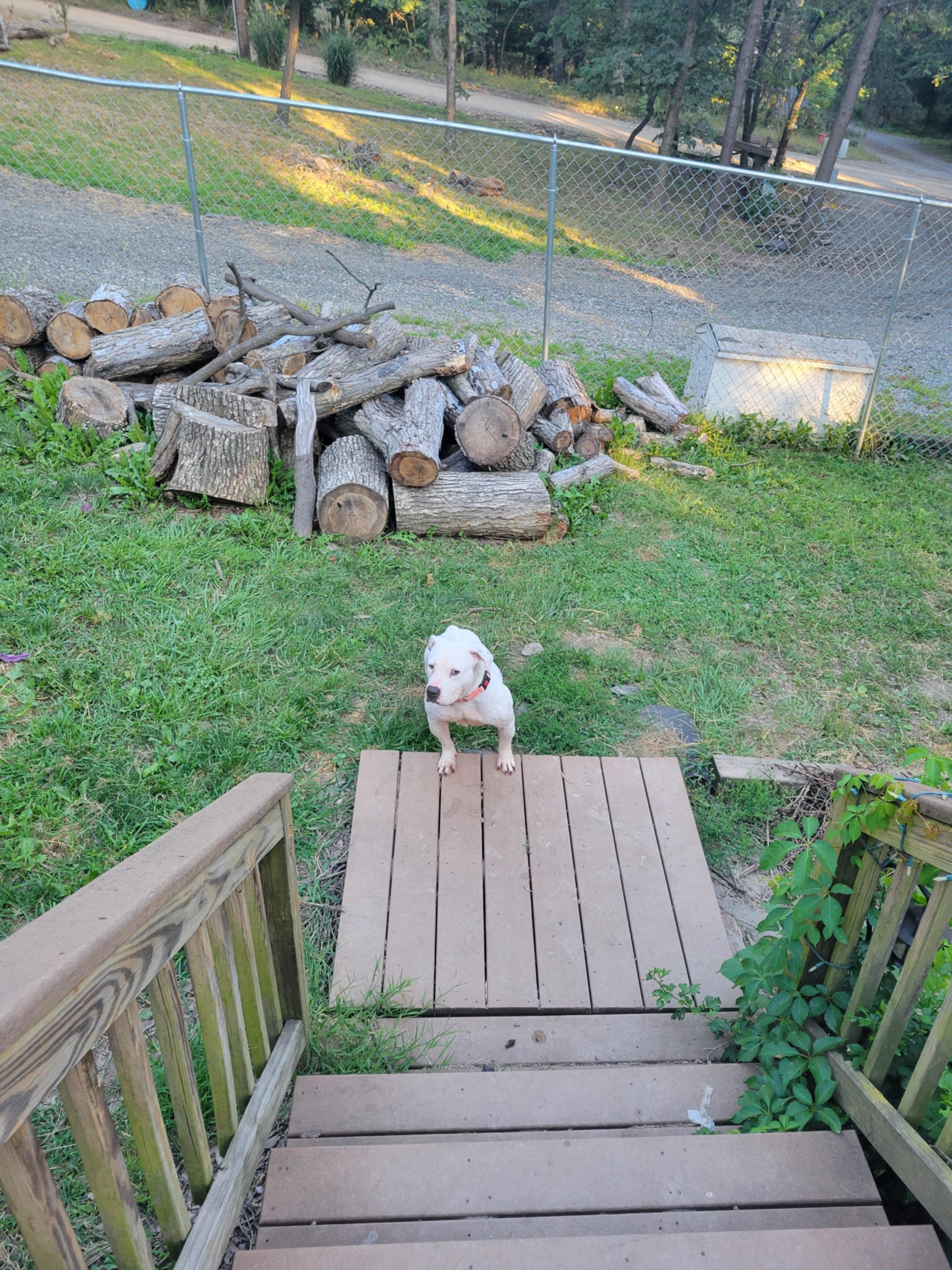 Enlarge Becca, a Adopted mixed breed in Hedgesville, WV image 3/5