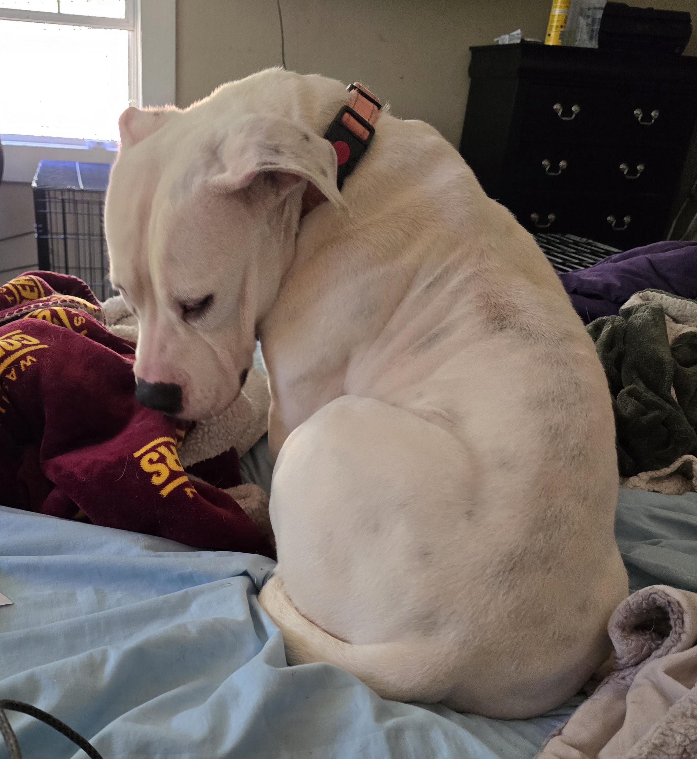 Enlarge Becca, a Adopted mixed breed in Hedgesville, WV image 2/5