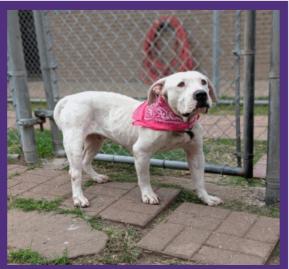 Enlarge Becca, a Adopted mixed breed in Hedgesville, WV image 1/5