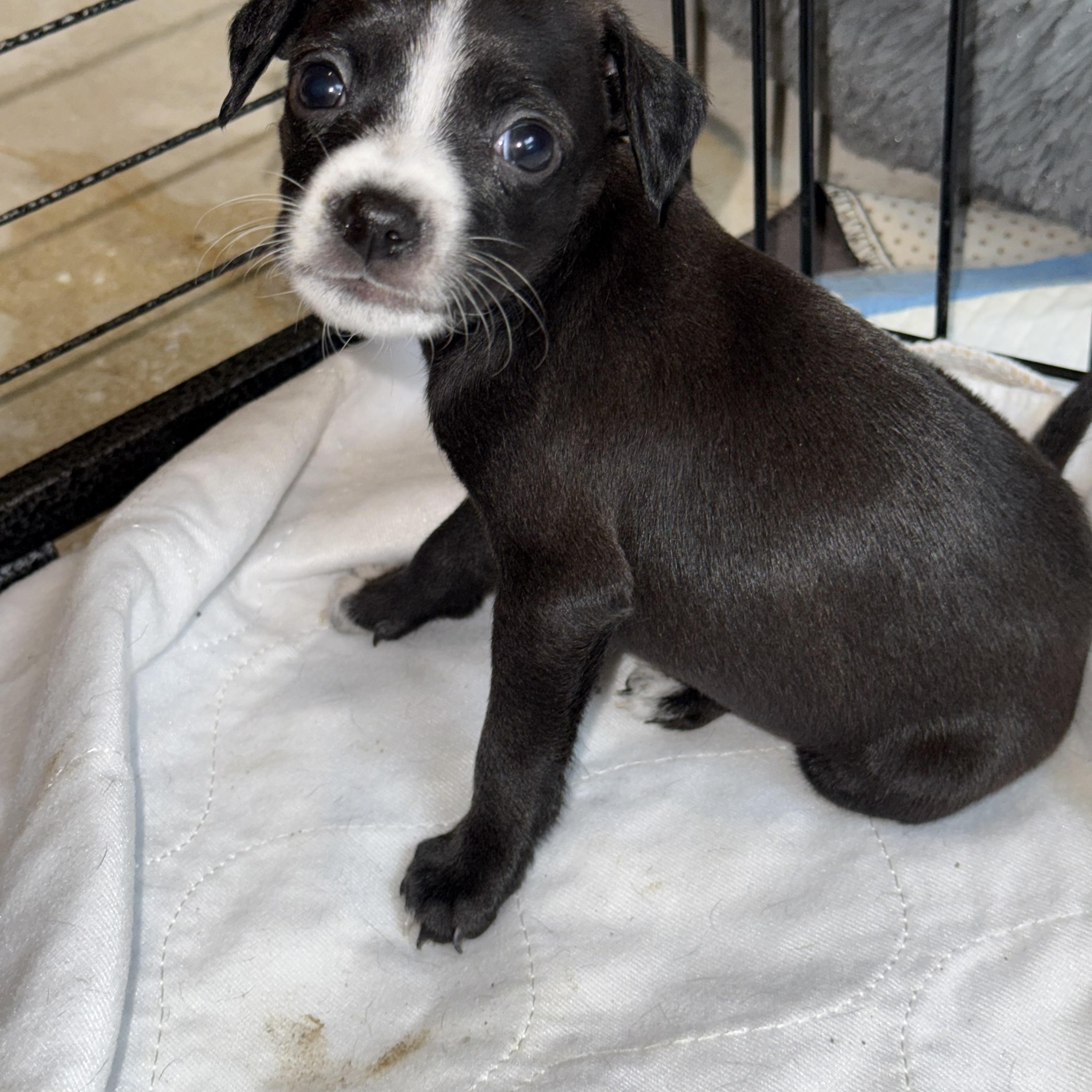 Enlarge Chihuahua Rat terrier pups, a Adopted mixed breed in Austin, TX image 4/5