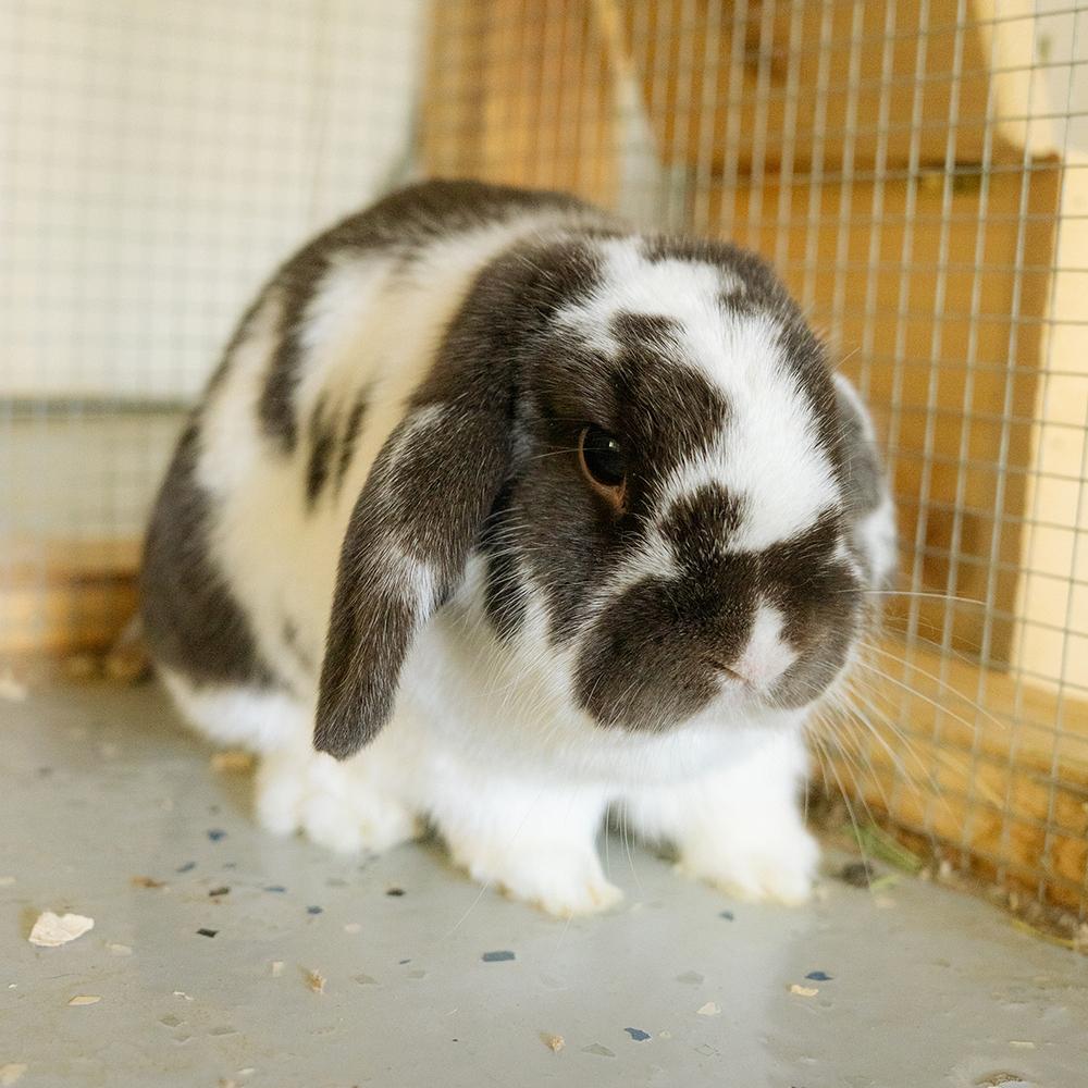 Enlarge Benson and Karen, a Adoptable Lop Eared in Houston, TX image 2/3