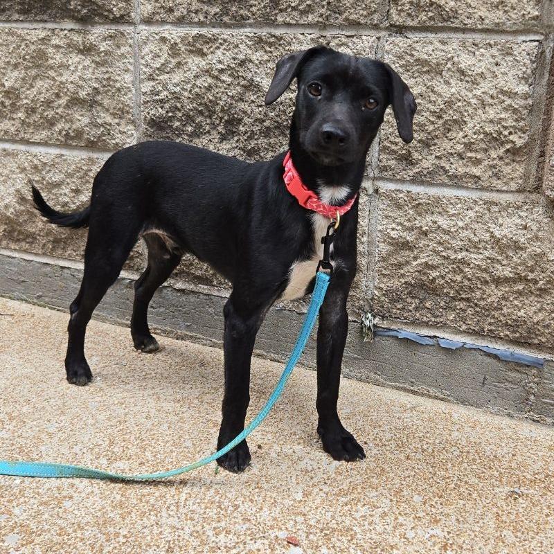 Chip Ahoy, Adoptable, Young Male Hound & Mixed Breed.