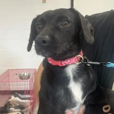 Enlarge Chip Ahoy, a Adoptable mixed breed in East Saint Louis, IL image 2/6