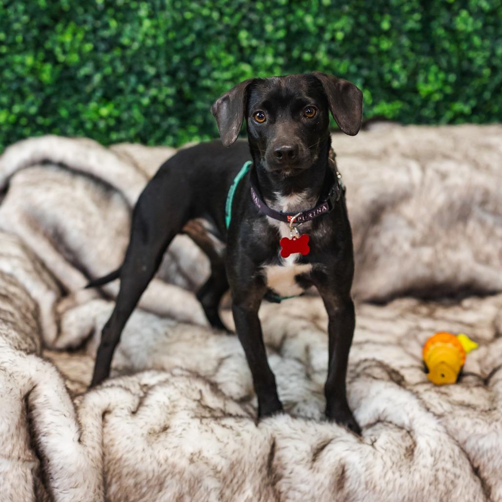 Chip Ahoy, Adoptable, Young Male Hound & Mixed Breed.