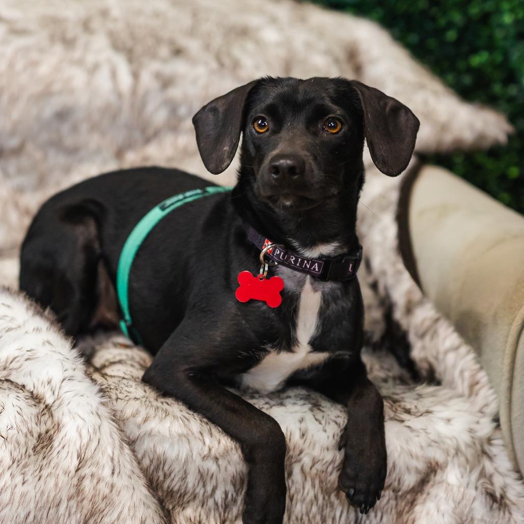 Enlarge Chip Ahoy, a Adoptable mixed breed in East Saint Louis, IL image 5/6
