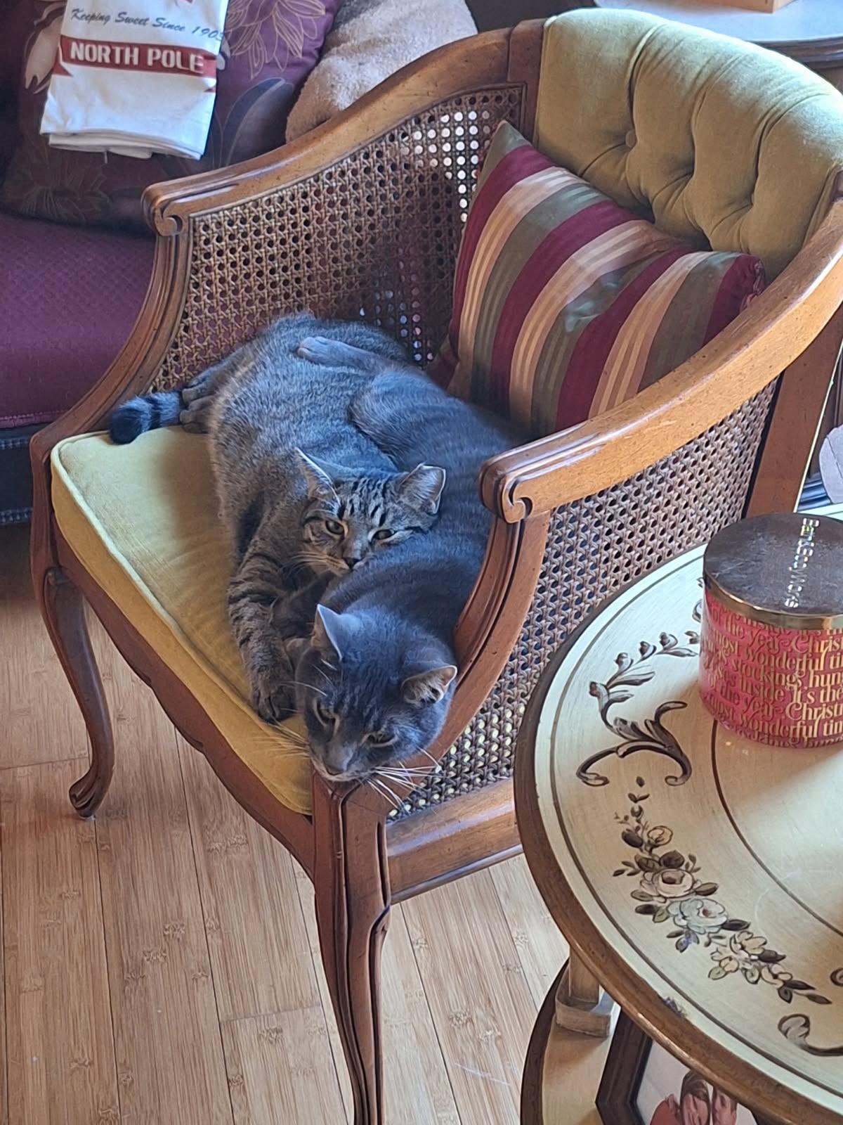 Gandalf, Adoptable, Adult Male Domestic Short Hair & Tabby.