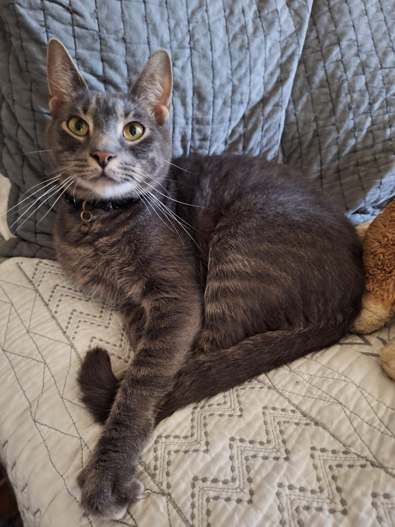 Enlarge Gandalf, a Adoptable mixed breed in Turnersville, NJ image 1/5