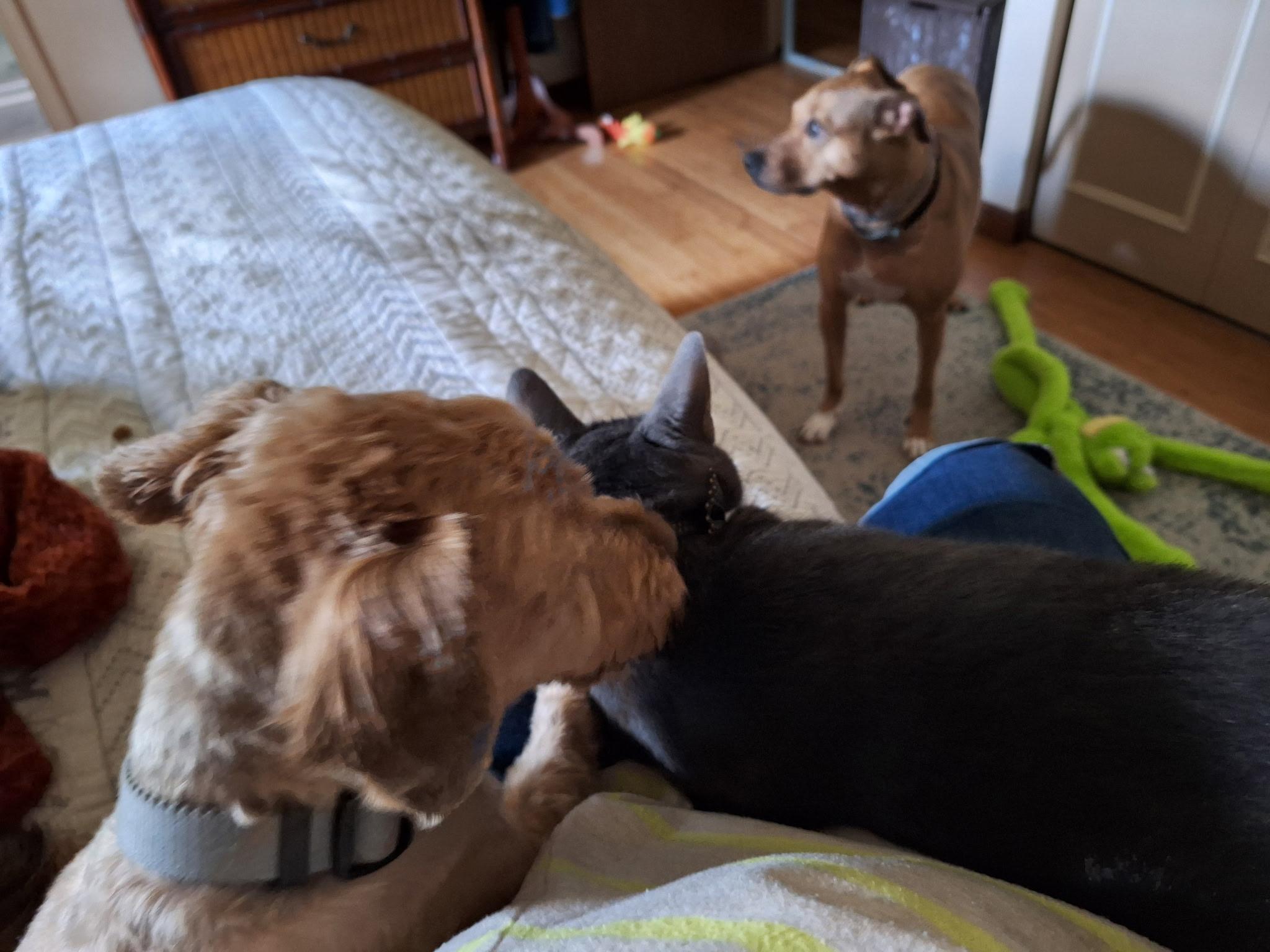 Enlarge Gandalf, a Adoptable mixed breed in Turnersville, NJ image 2/5