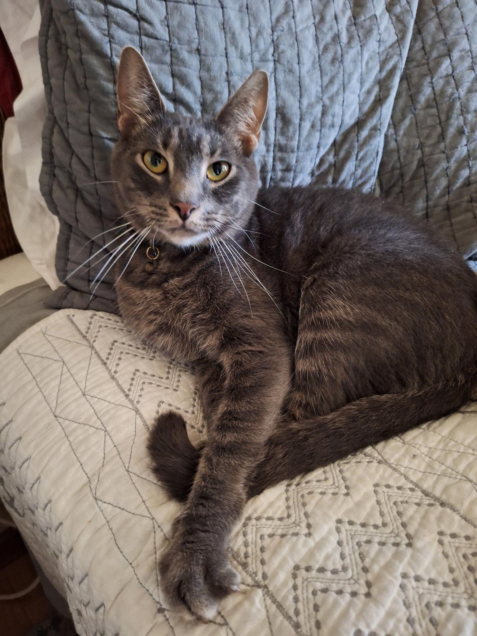 Enlarge Gandalf, a Adoptable mixed breed in Turnersville, NJ image 3/5