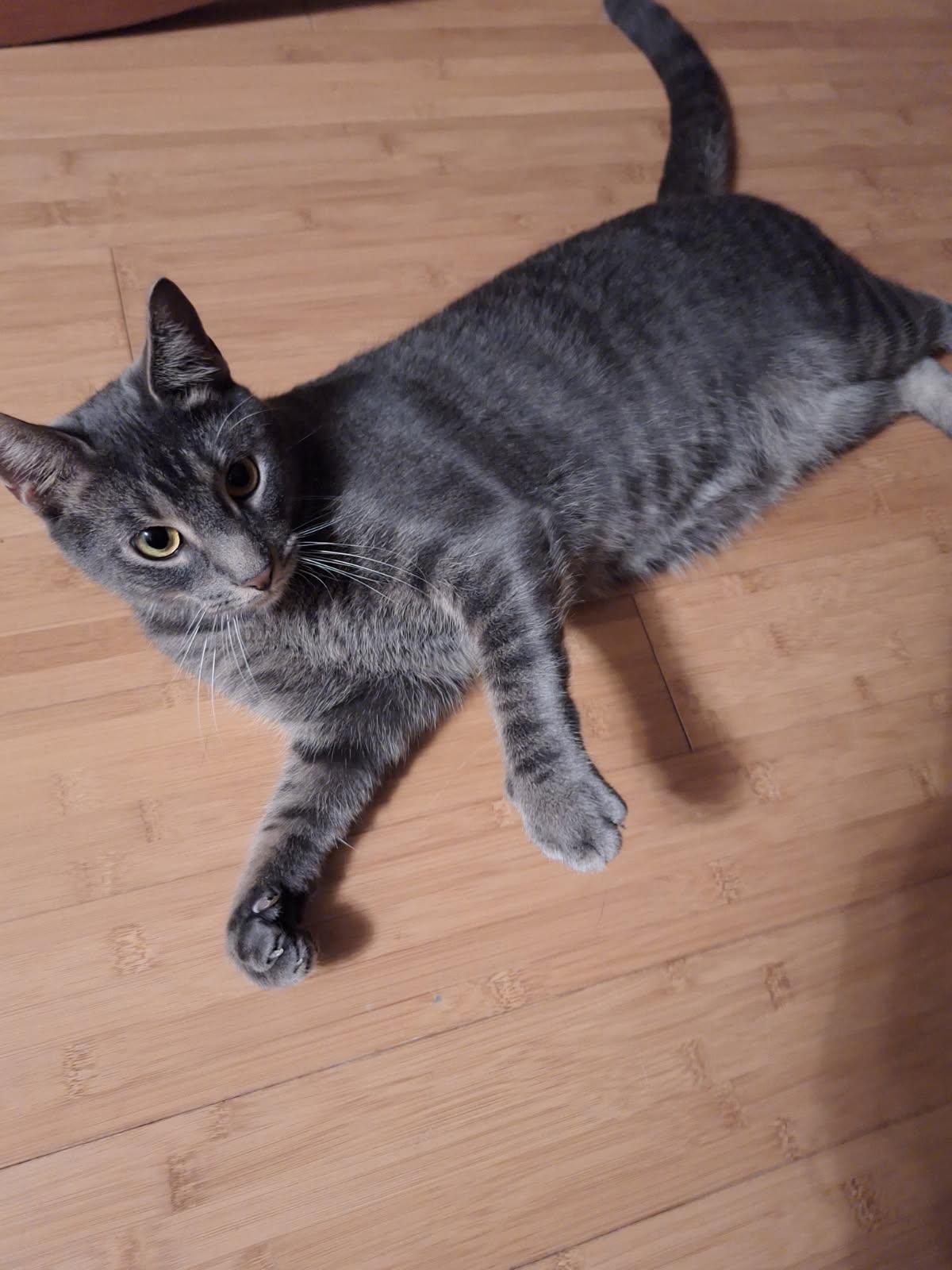 Enlarge Gandalf, a Adoptable mixed breed in Turnersville, NJ image 4/5