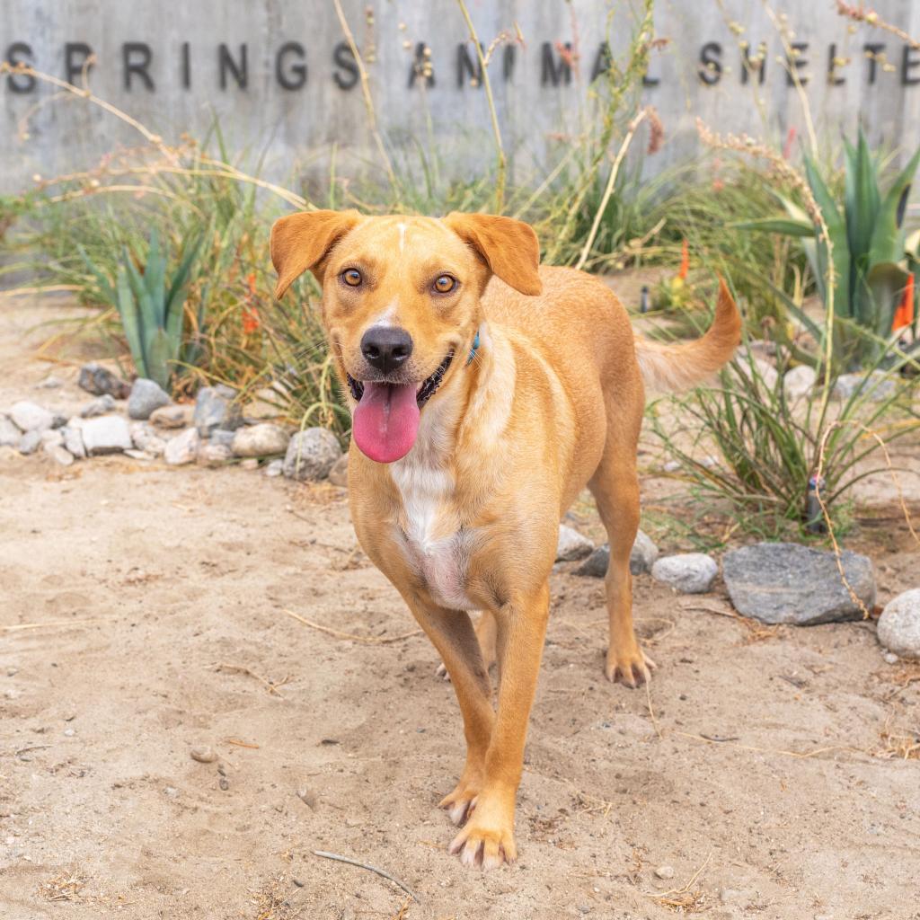 Enlarge Biscuit, a Adoptable mixed breed in Palm Springs, CA image 1/4