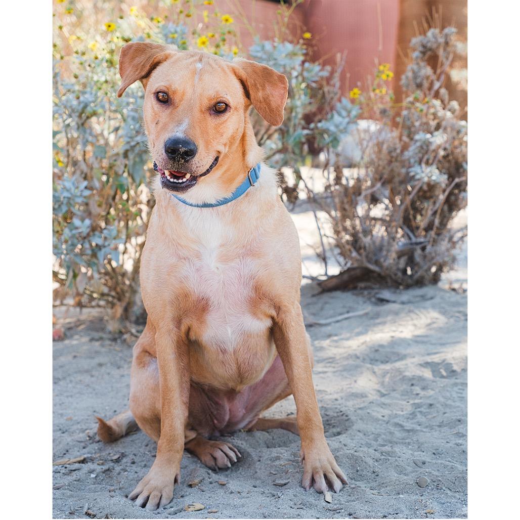 Enlarge Biscuit, a Adoptable mixed breed in Palm Springs, CA image 2/4