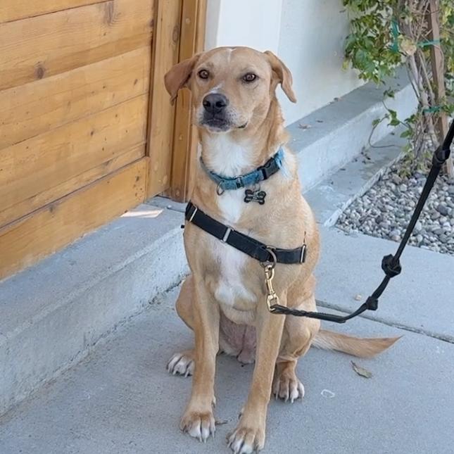 Enlarge Biscuit, a Adoptable mixed breed in Palm Springs, CA image 2/4