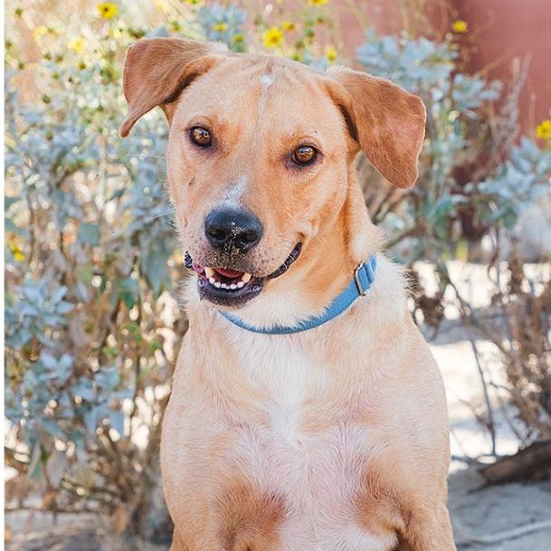 Enlarge Biscuit, a Adoptable mixed breed in Palm Springs, CA image 3/4