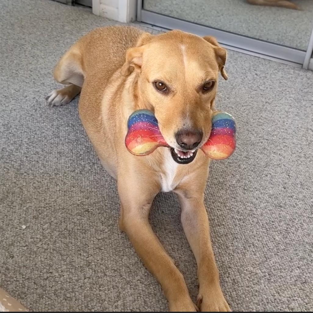 Enlarge Biscuit, a Adoptable mixed breed in Palm Springs, CA image 3/4