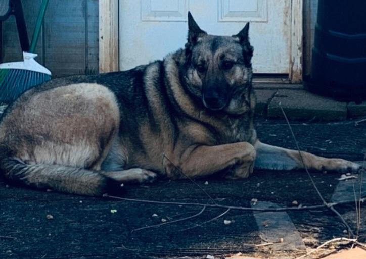 Enlarge Karma, a Adoptable German Shepherd Dog in Roswell, GA image 1/1