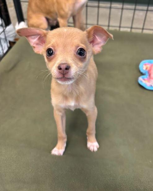 Chong, Adoptable, Puppy Male Chihuahua.