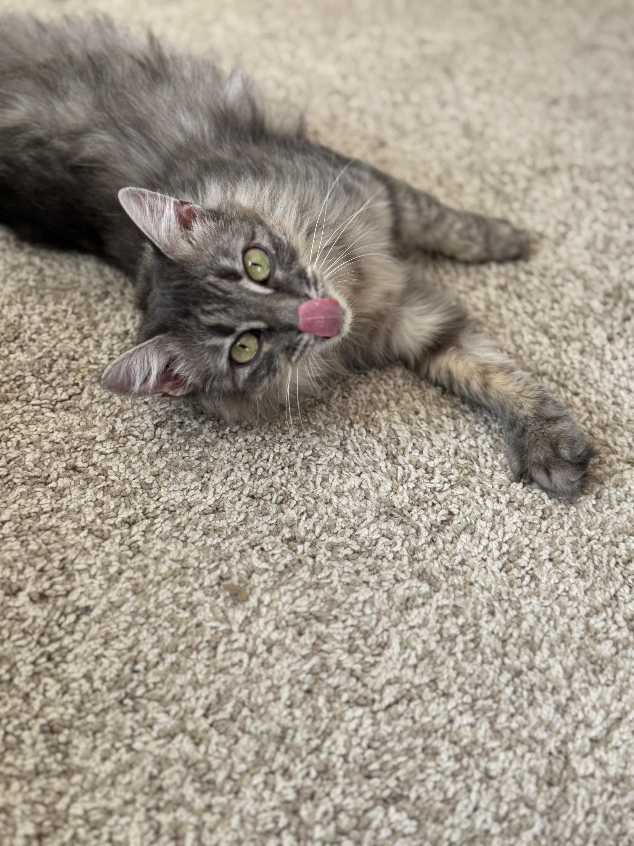 Enlarge Summer, an adopted Domestic Medium Hair in Guthrie, OK image 4/6