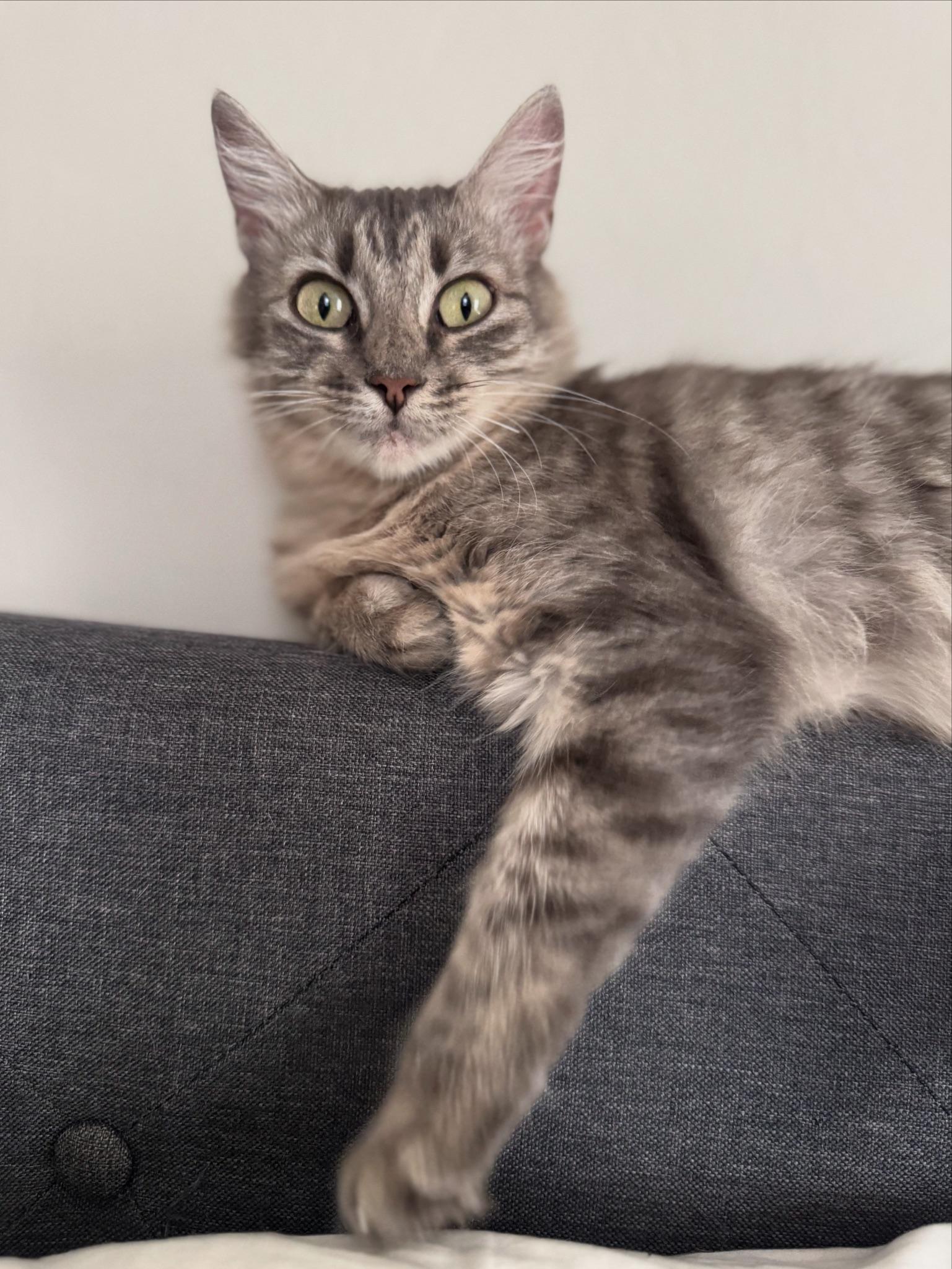 Enlarge Summer, an adopted Domestic Medium Hair in Guthrie, OK image 1/6