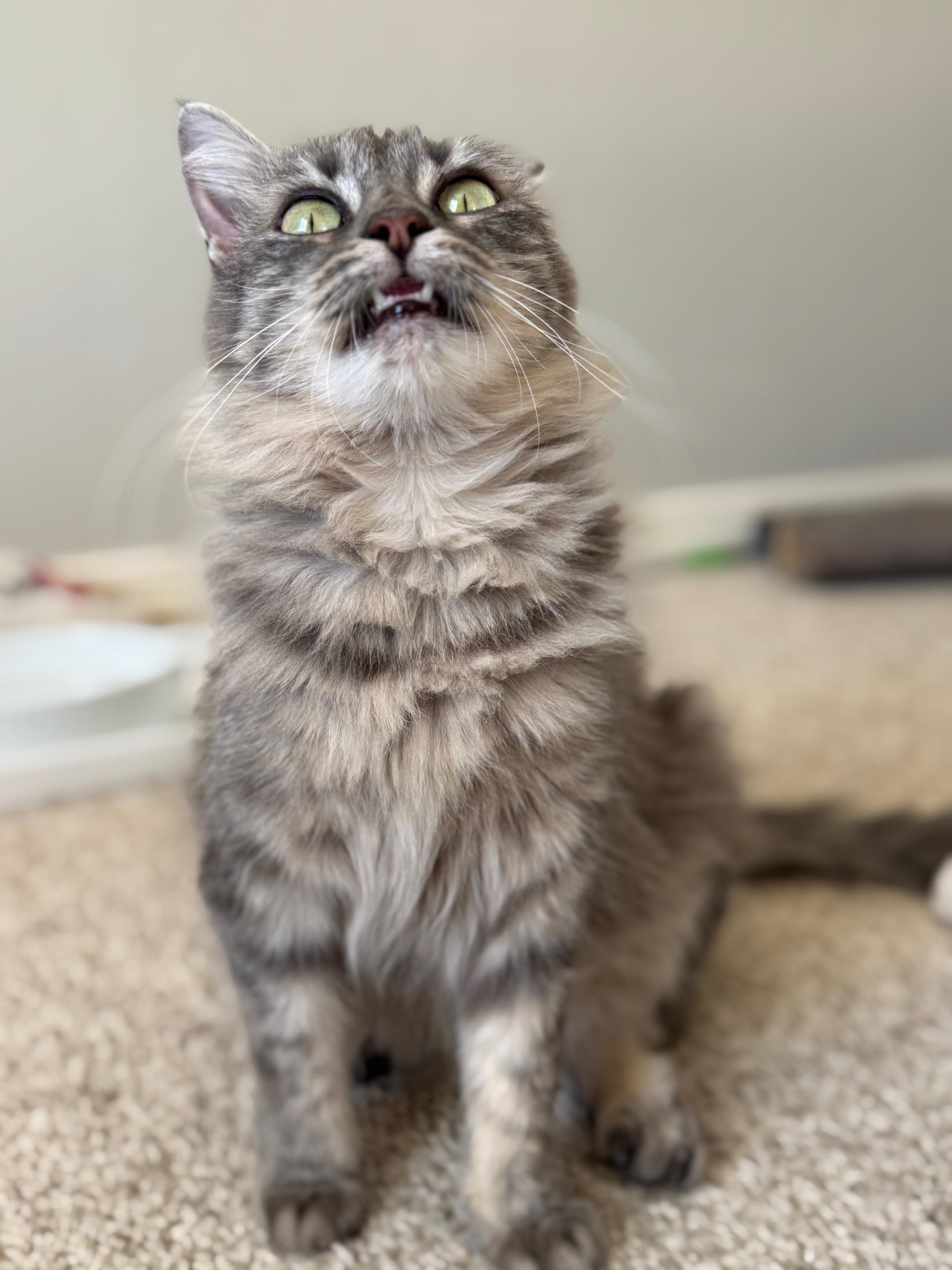 Enlarge Summer, an adopted Domestic Medium Hair in Guthrie, OK image 3/6