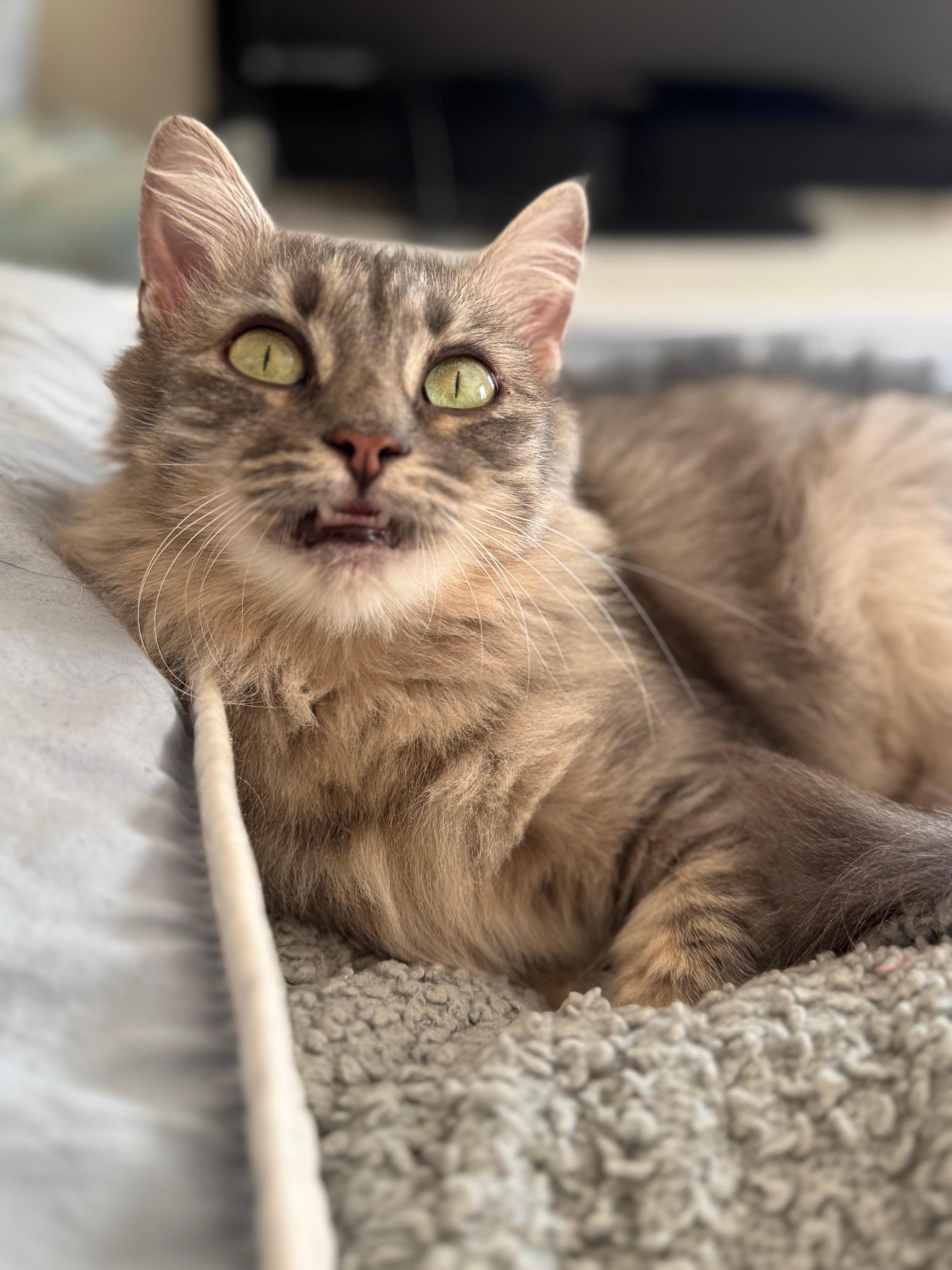 Enlarge Summer, an adopted Domestic Medium Hair in Guthrie, OK image 2/6