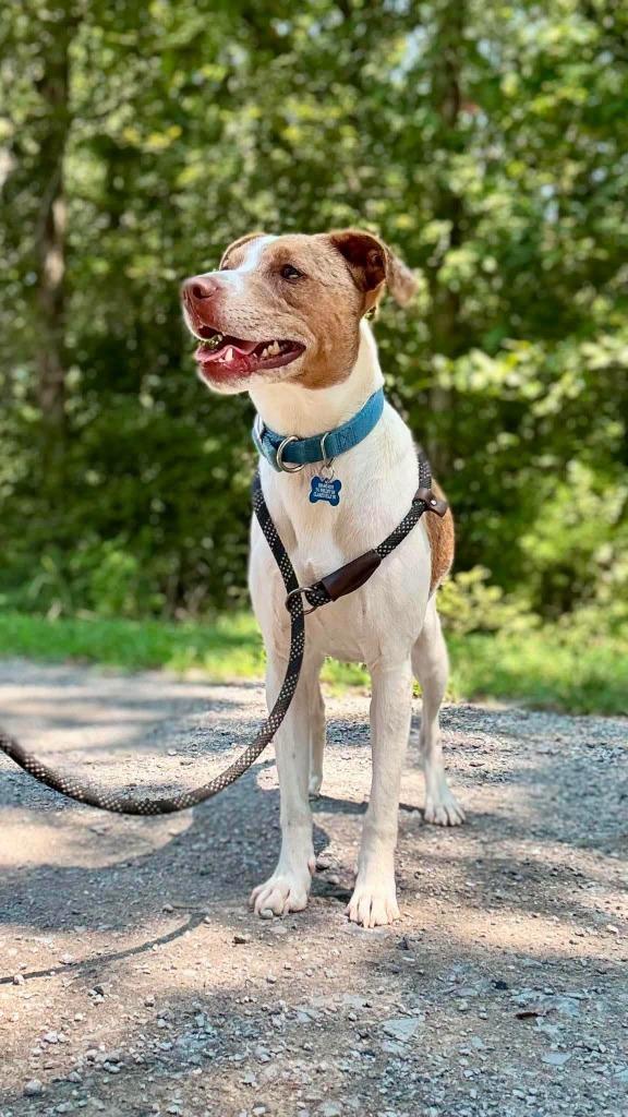Enlarge ace, a Adoptable Terrier in Waverly, TN image 1/3