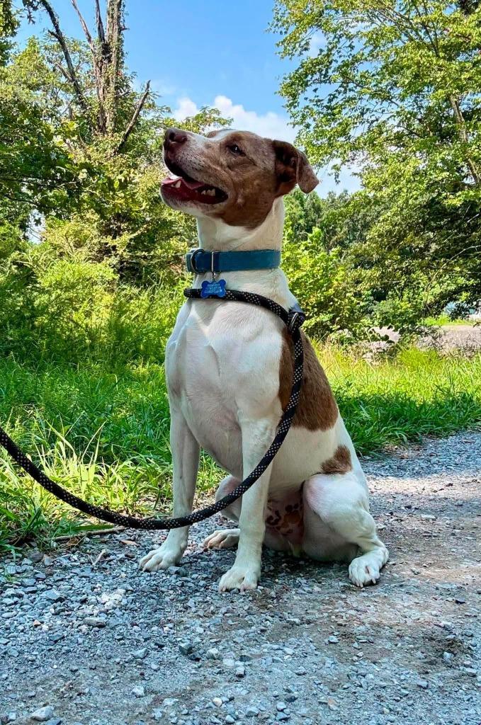 Enlarge ace, a Adoptable Terrier in Waverly, TN image 2/3