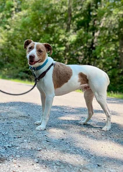 Enlarge ace, a Adoptable Terrier in Waverly, TN image 3/3
