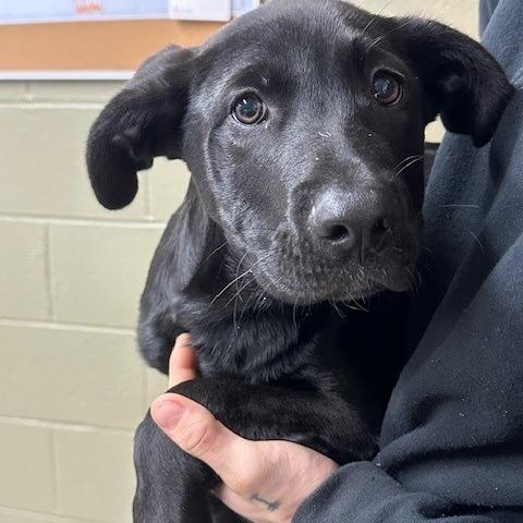 Frank, Adoptable, Puppy Male Black Labrador Retriever & German Shepherd Dog.