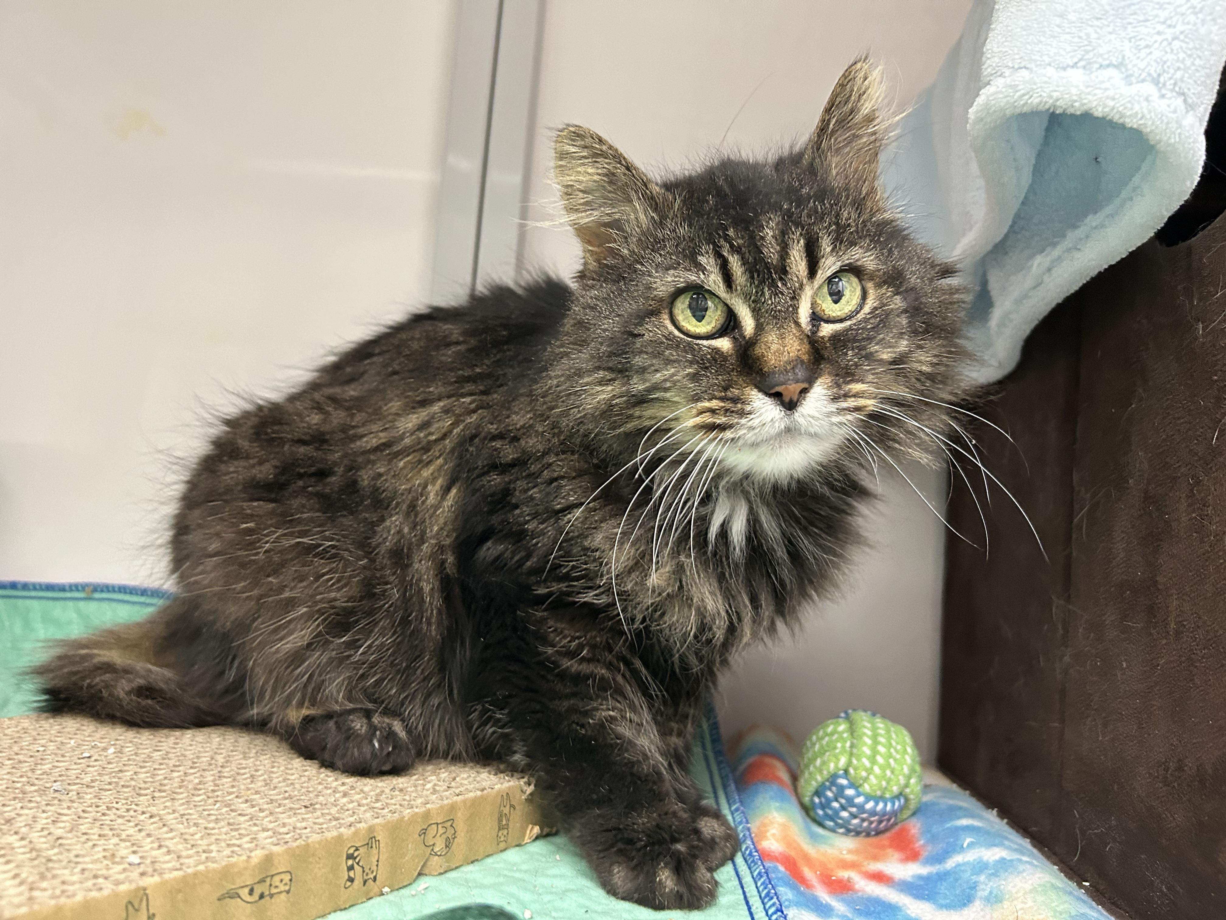 Josie, ADOPTABLE, Senior Female Domestic Long Hair.