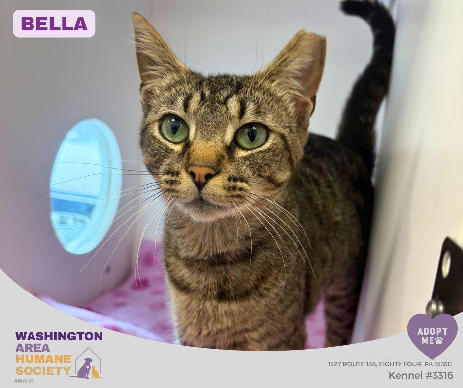 Bella, ADOPTABLE, Adult Female Domestic Short Hair.