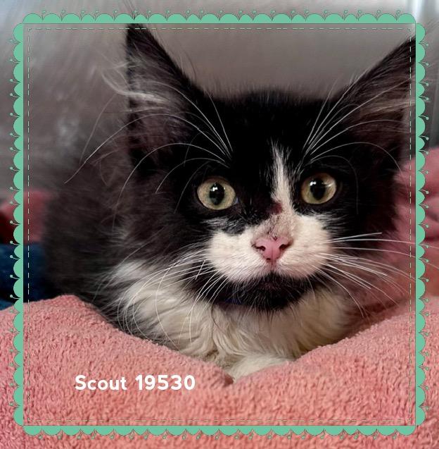 SCOUT, an adopted Domestic Short Hair in Marietta, GA image 2/5