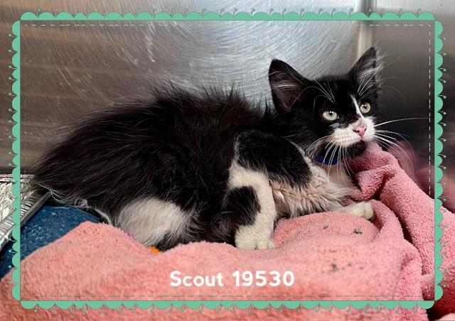 SCOUT, an adopted Domestic Short Hair in Marietta, GA image 5/5