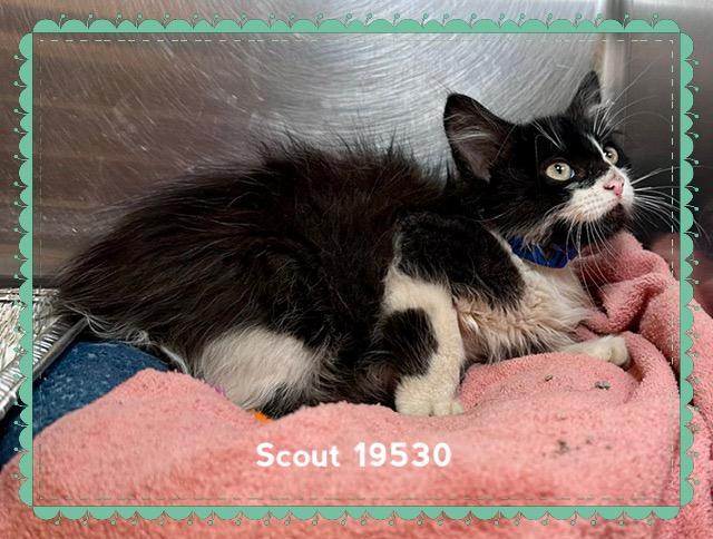 SCOUT, an adopted Domestic Short Hair in Marietta, GA image 3/5