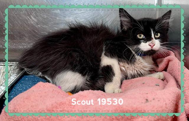 SCOUT, an adopted Domestic Short Hair in Marietta, GA image 4/5
