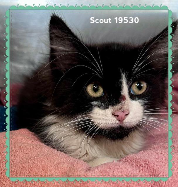 SCOUT, an adopted Domestic Short Hair in Marietta, GA image 1/5