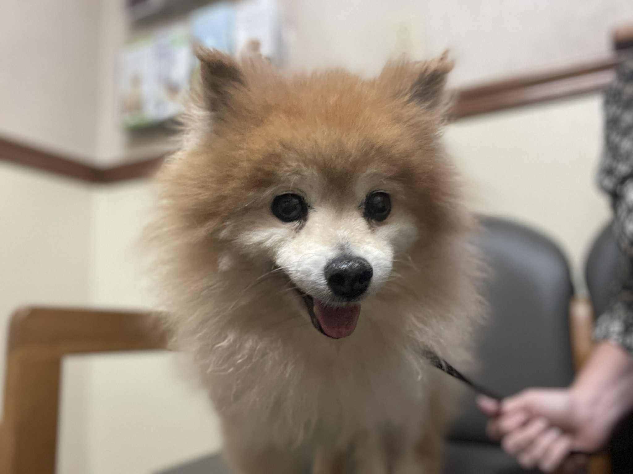Enlarge Birdie, a Adoptable Pomeranian in Wilmington, DE image 3/6