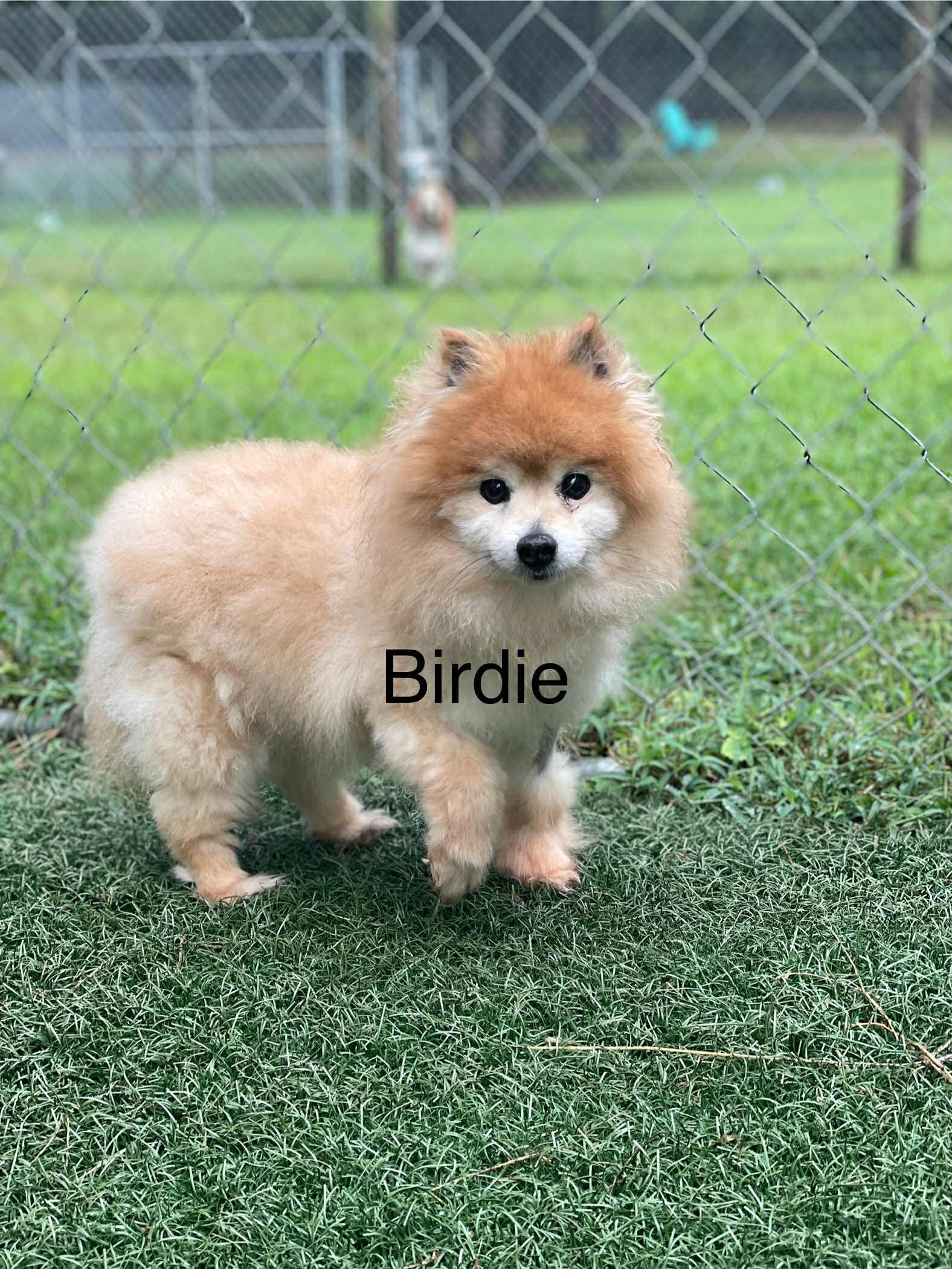 Birdie