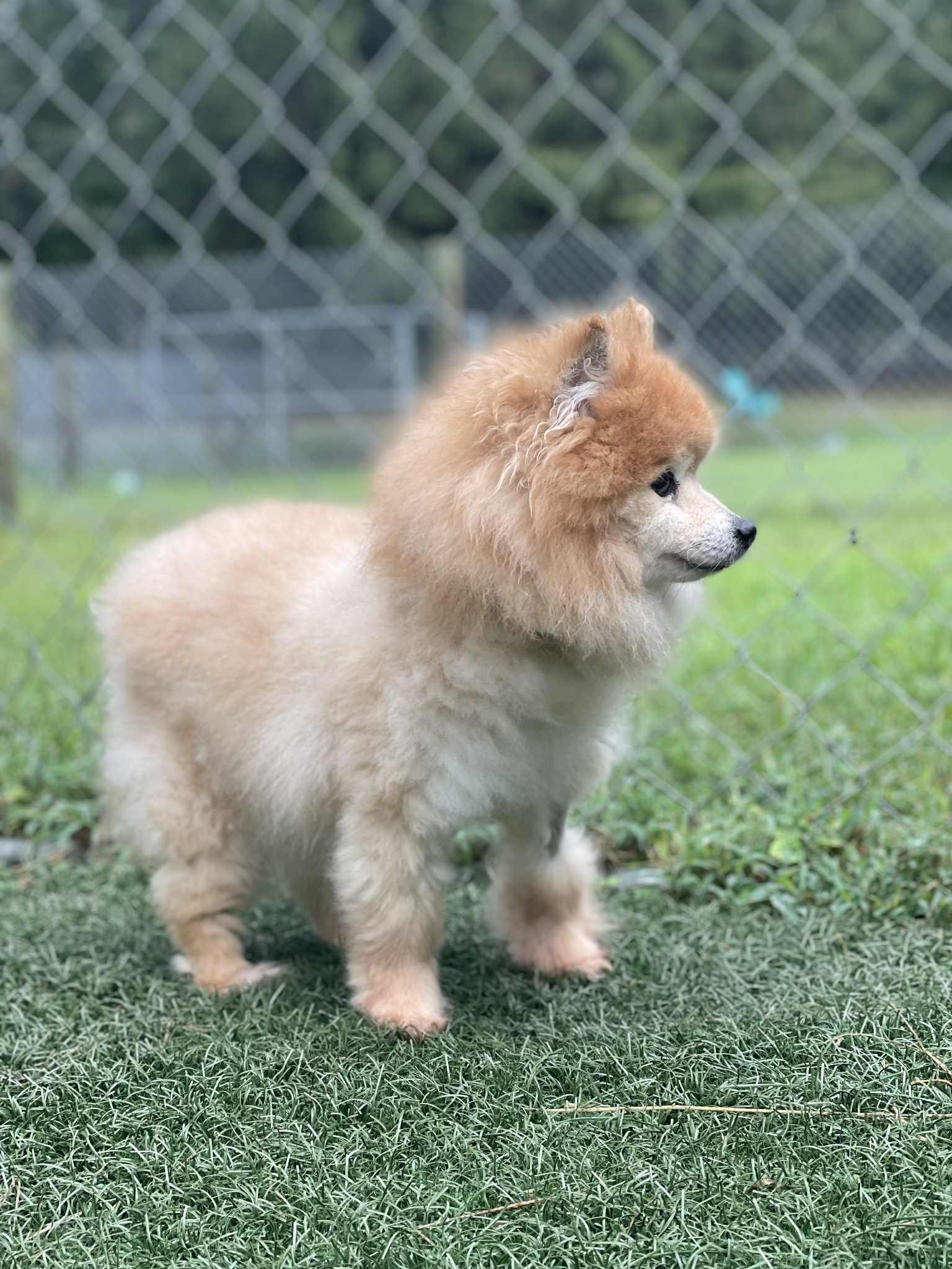 Enlarge Birdie, a Adoptable Pomeranian in Wilmington, DE image 4/6