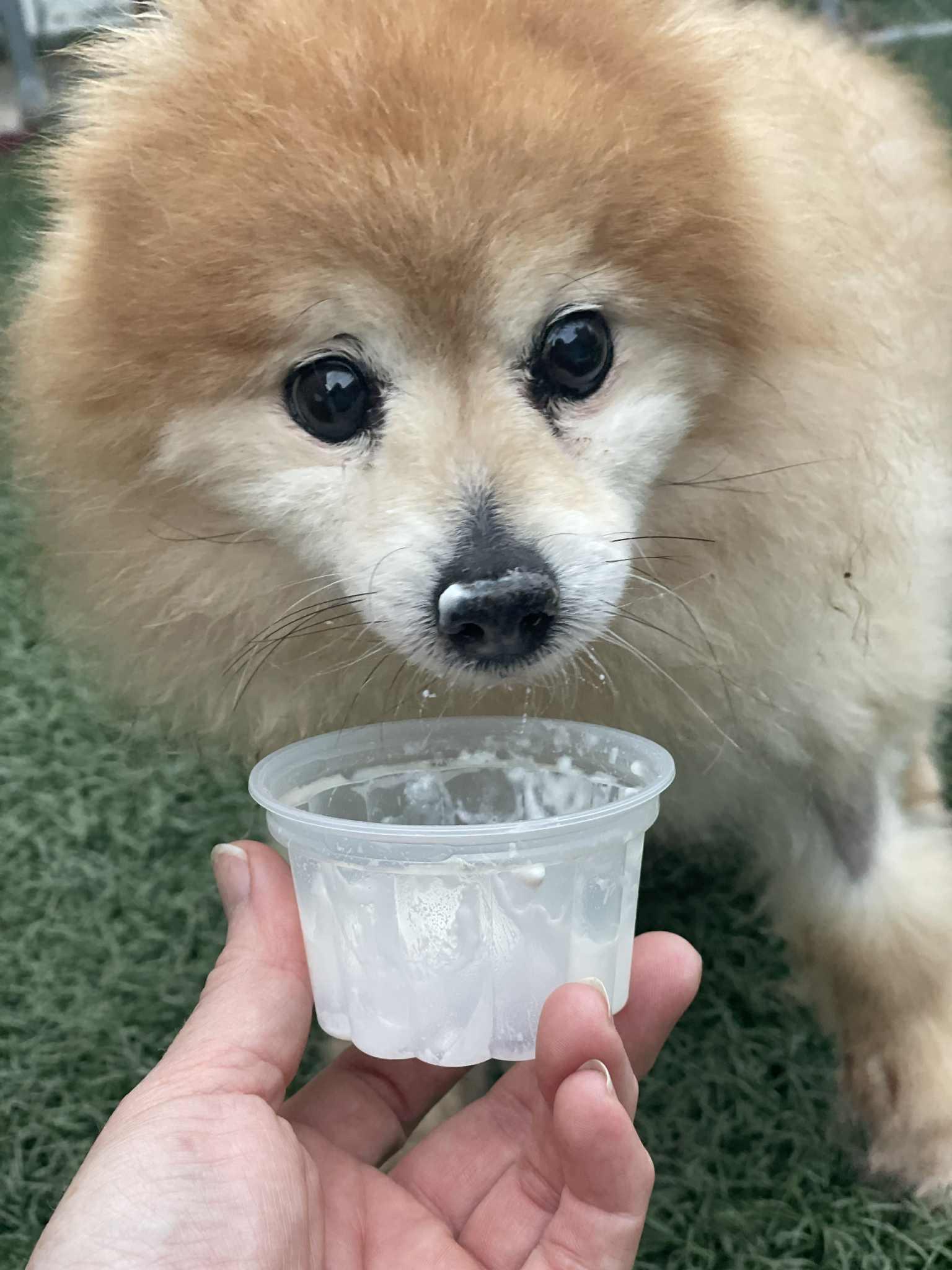 Enlarge Birdie, a Adoptable Pomeranian in Wilmington, DE image 5/6