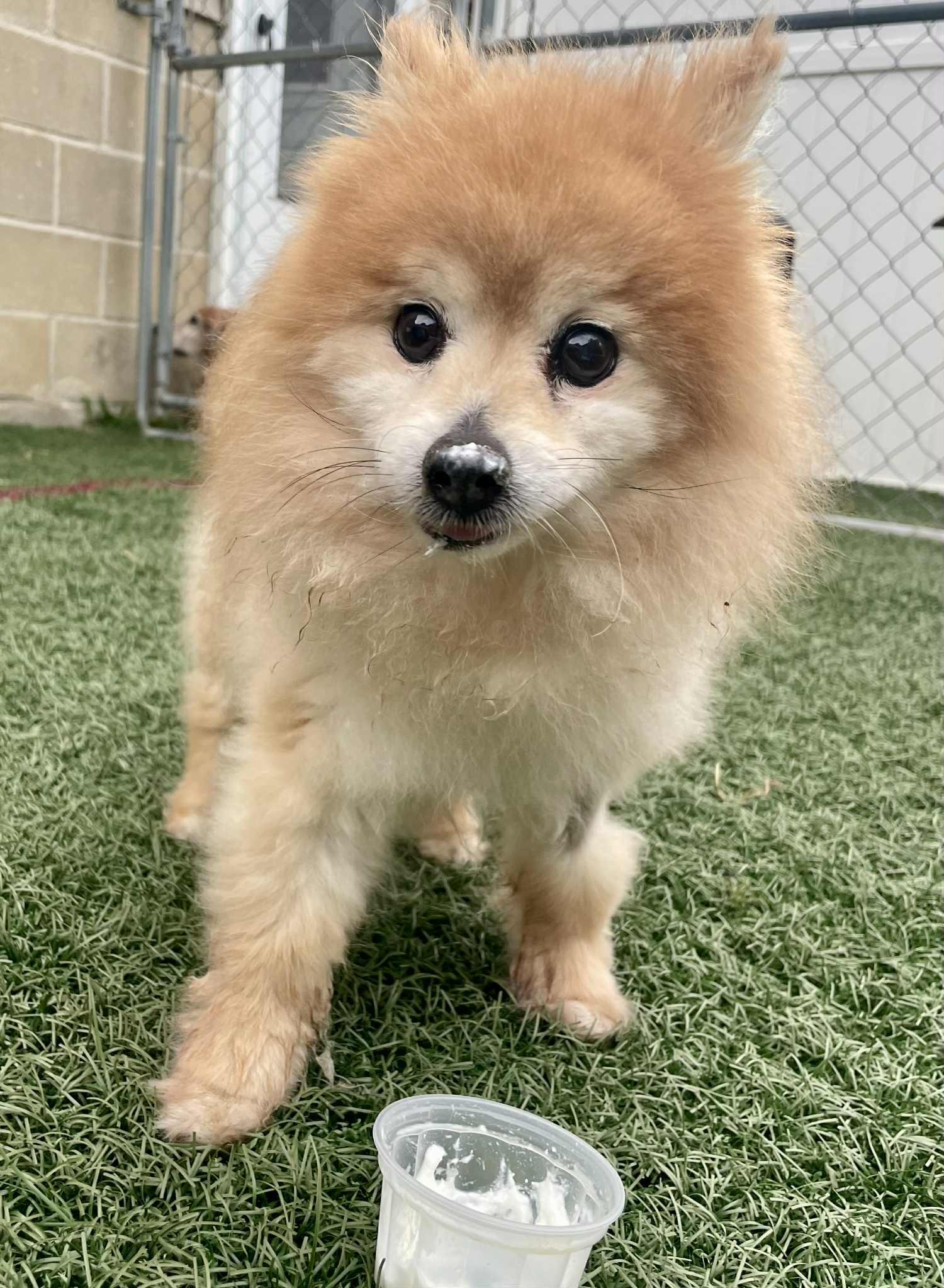 Enlarge Birdie, a Adoptable Pomeranian in Wilmington, DE image 6/6