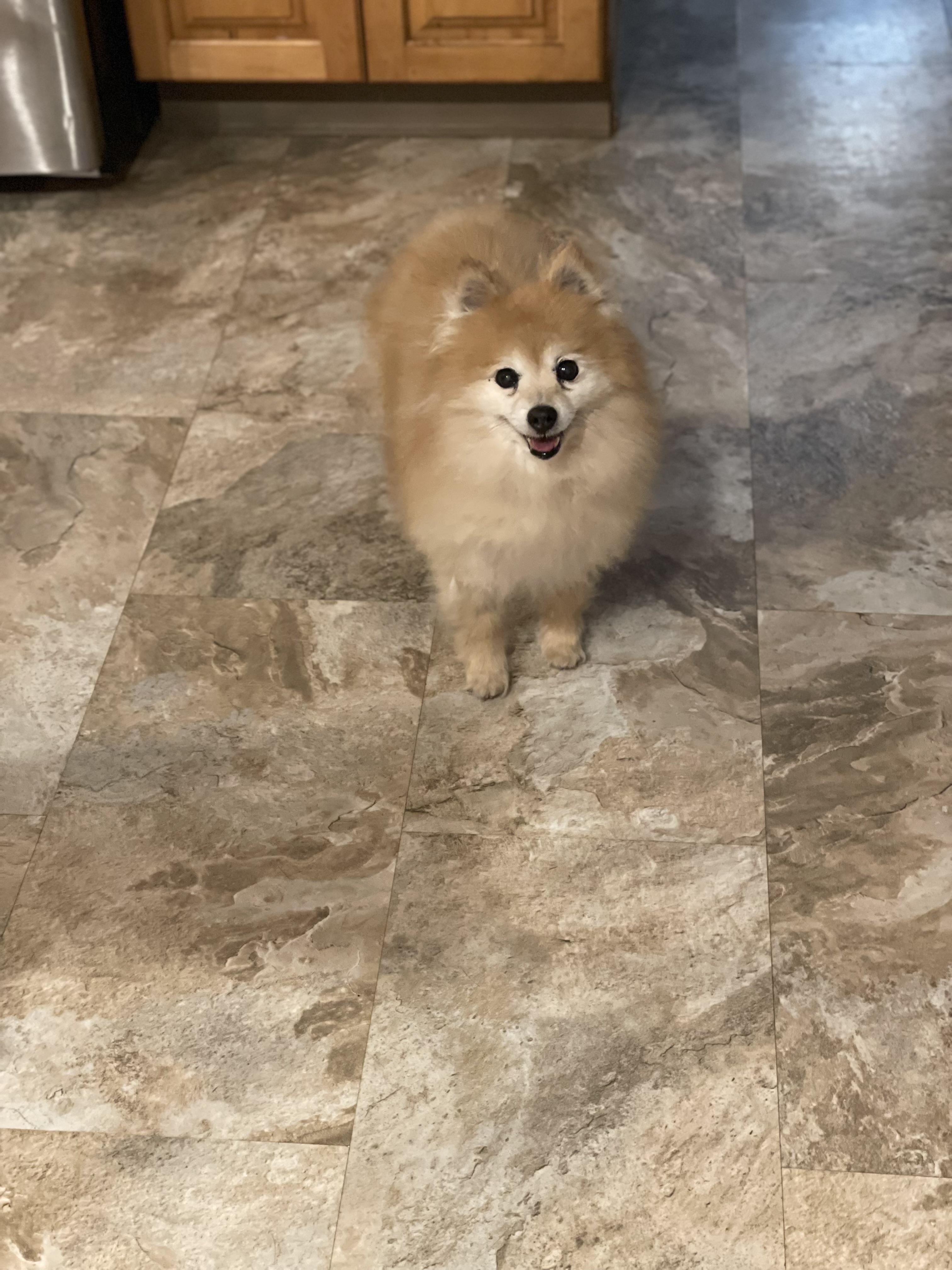 Enlarge Birdie, a Adoptable Pomeranian in Wilmington, DE image 2/6