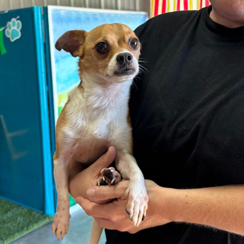 Mickey, Adoptable, Senior Male Chihuahua & Pomeranian.