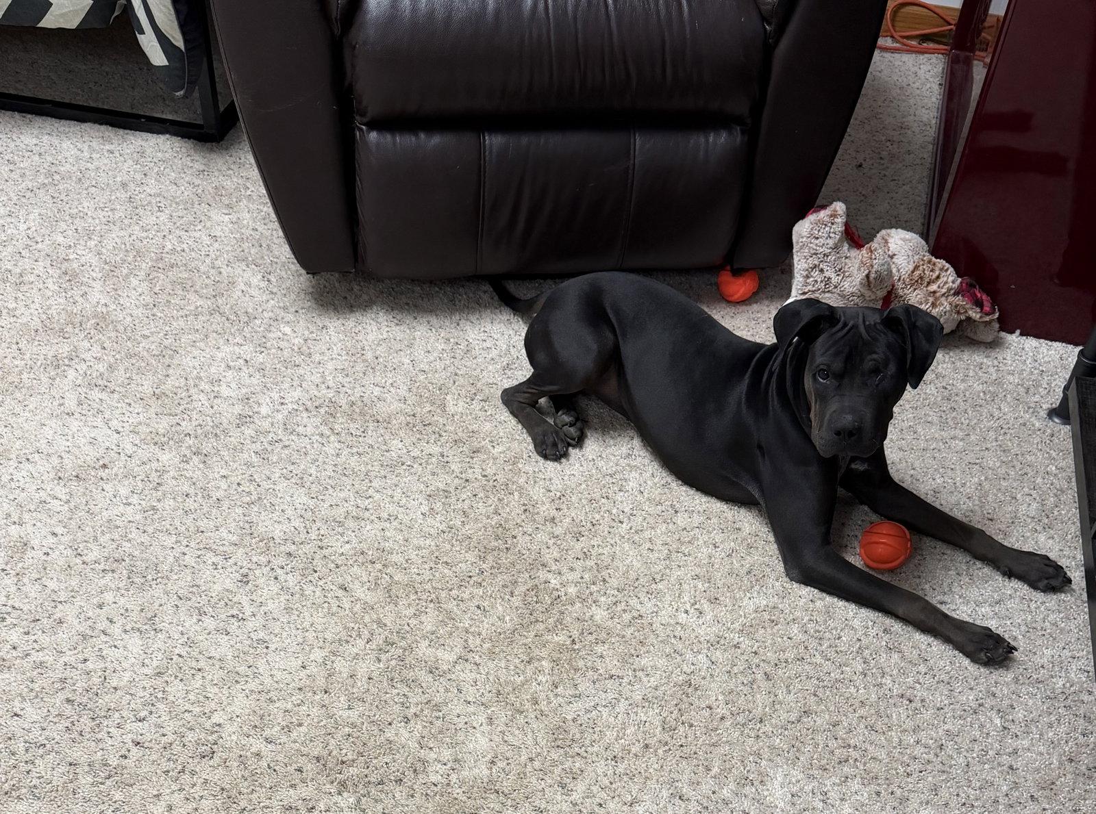 Enlarge Jett, a Adoptable Boxer in Anabel, MO image 3/3